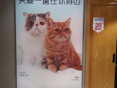 -关爱宠物医院·猫科中心·消化科(滨湖万达分院)