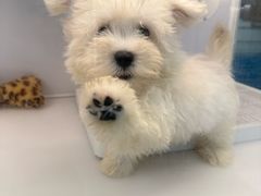 -翊宠yipet猫狗购宠庄园犬舍•猫舍