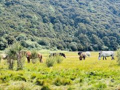 -稻城亚丁景区-冲古草甸