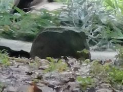 -都江堰中华大熊猫苑