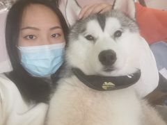 -Husky Go! 哈士奇体验馆·宠物咖啡厅狗咖