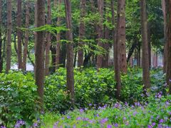 -上海共青森林公园