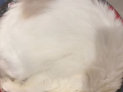 -平行世界·猫咖(首经贸店)
