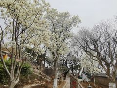-崂山仰口游览区