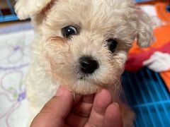 -翊宠yipet猫狗购宠庄园犬舍•猫舍