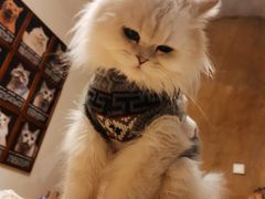 -猫猫幼稚园·撸猫·桌游·电玩