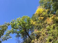 -望天鹅景区