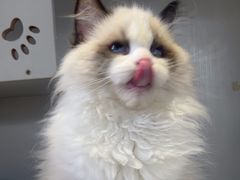 -东方名猫馆·英短金渐层布偶猫舍(环线广场1号楼店)