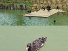 -王借岗森林公园