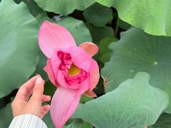 -广州莲花山旅游区