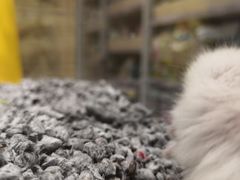 -麻小劲菌汤麻辣烫(体育西路店)