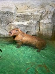 -Zoolung Zoolung动物主题公园(海信广场店)