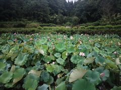 -乌石村