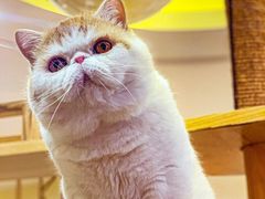 -滚猫咖啡·猫咖·猫友好撸猫(未来城店)