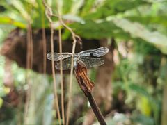 -中国科学院西双版纳热带植物园