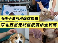 -派美特宠物医院·核磁CT·骨科肿瘤·疑难转诊(沈农禾丰店)