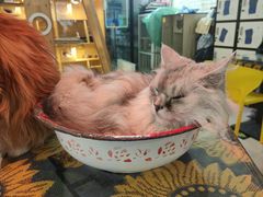 -平行世界·猫咖(首经贸店)