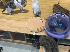 -啵啵喵·猫咖(攀华国际店)