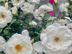 -人民公园(罗湖区)