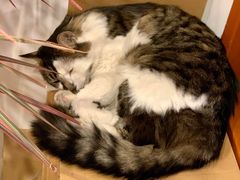 -猫的天空之城概念书店(苏州平江店)