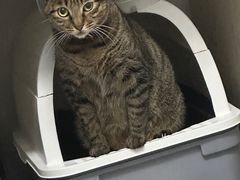 -御宝贝·A梦猫科宠物医院(国际猫友好医院)