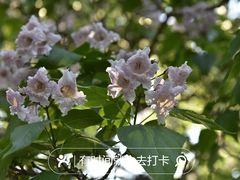 -国家植物园