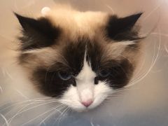 -北京观赏动物医院·24小时大型综合·猫专科·异宠专科