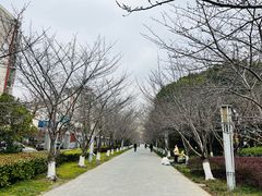-高东镇樱花园