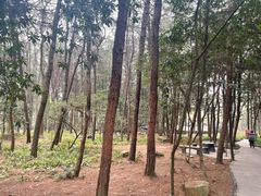 -铁山坪森林公园