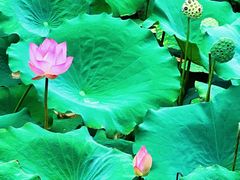 -荔湾湖公园