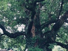 -杨家堂村