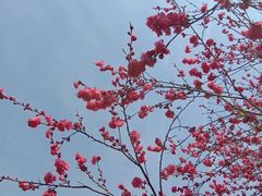 -桃花岛景观公园