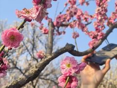 -梅花山(明孝陵内)