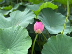 -莲花池公园