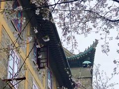 -武汉大学-樱园