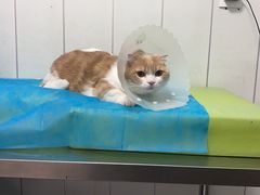 -纳吉亚猫专科动物医院(康都外科中心)