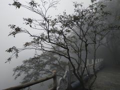 -牛背梁国家森林公园