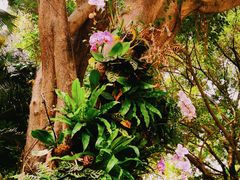 -深圳国际园林花卉博览园