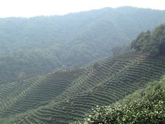 九溪烟树-九溪烟树