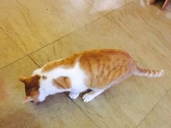 -猫咖时代(中山亭店)