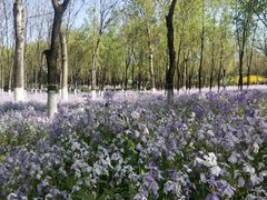 -大兴滨河森林公园