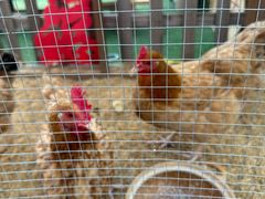 -HERRE·FARM 赫尔露营农场·团建聚会包场