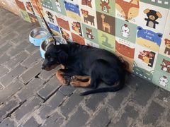 -喵屿·大理花园猫咖