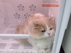 -爱洗澡的猫(天河路店)