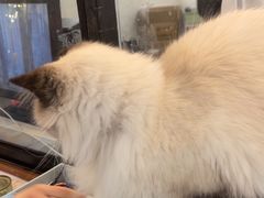 -共舞时光猫咖·狗咖(新街口店)