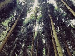 -武陵山森林公园