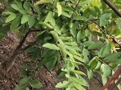 -北京呀路古热带植物园