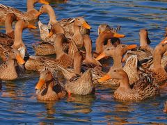 -野鸭湖国家湿地公园