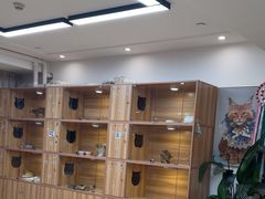 -猫十亿·布偶金渐层·曼基康矮脚猫舍(青年路店)