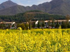 -黑河国家森林公园